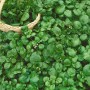 Frische Brunnenkresse (Nasturtium officinale) im 9x9 cm Topf, ideal für Salate und als Blühende Zimmerpflanze.