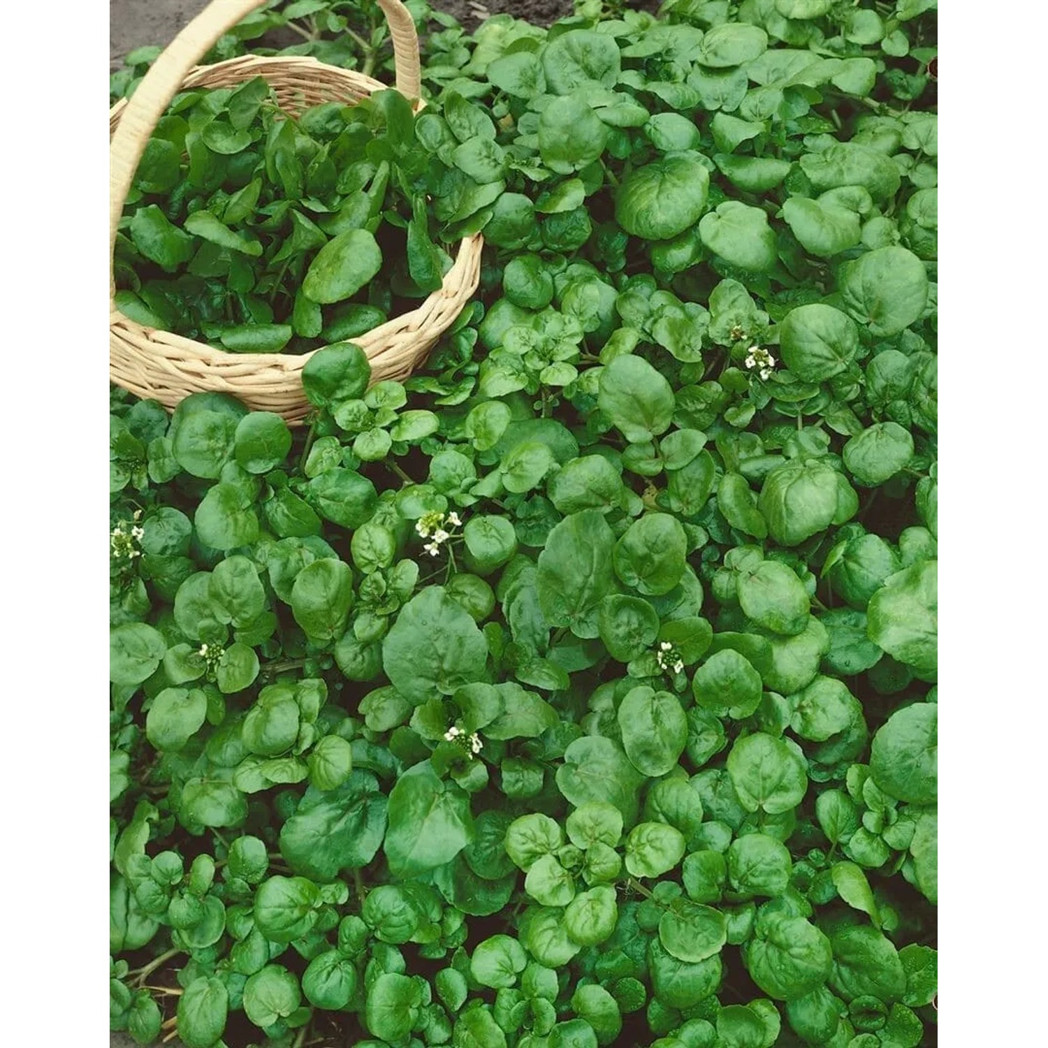 Frische Brunnenkresse (Nasturtium officinale) im 9x9 cm Topf, ideal für Salate und als Blühende Zimmerpflanze.