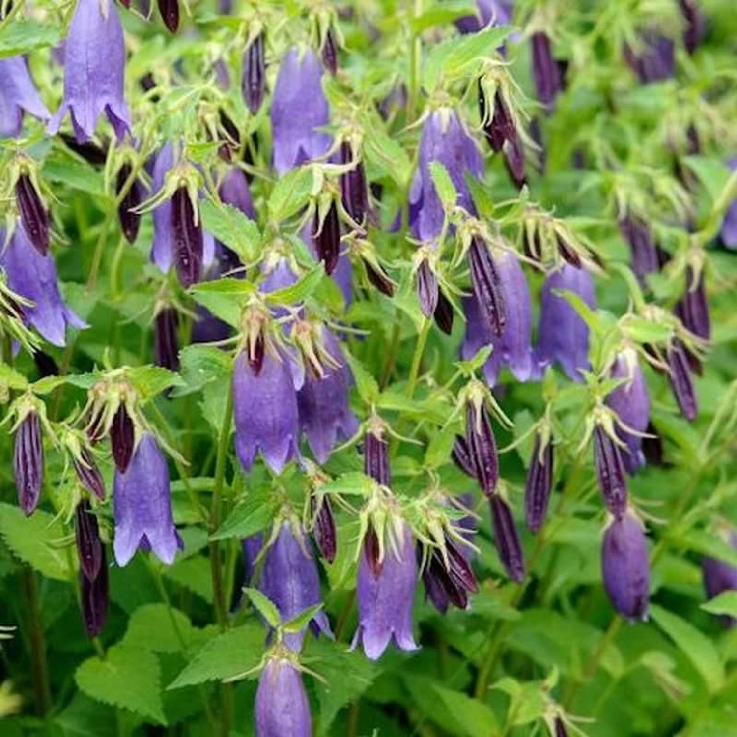 Punktierte Glockenblume Kent Belle - Campanula punctata günstig online kaufen