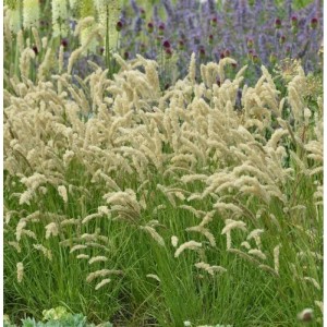 Beige Wimper Perlgras (Melica ciliata) Staude im Gartenbeet.