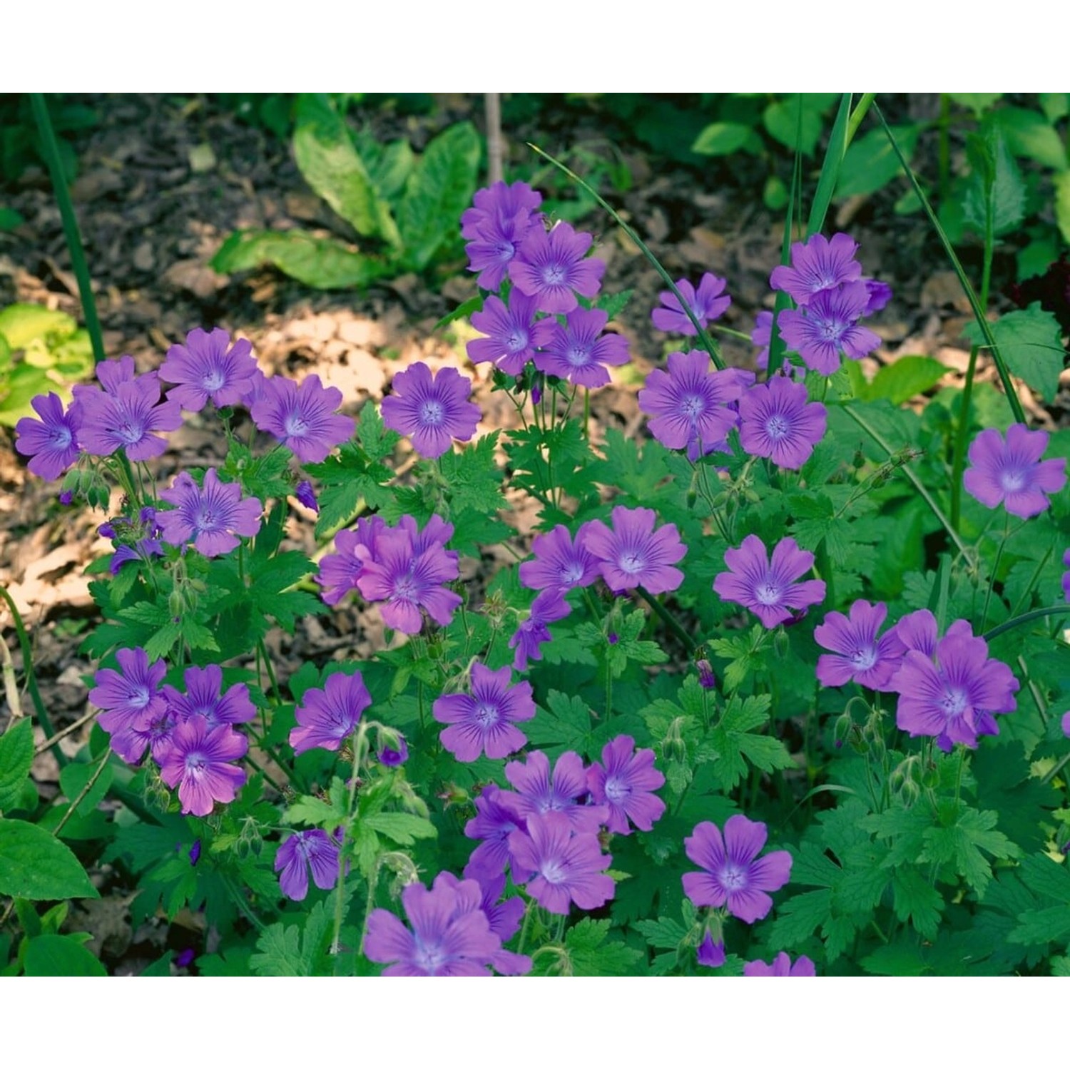 Geranium Sylvaticum Birch Lilac Wald Storchschnabel Ca. 9x9 cm Topf günstig online kaufen