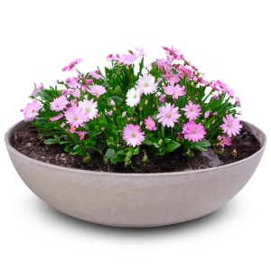 matches21 Pflanzschale, sandfarben marmoriert, 30cm, mit rosa und weißen Gänseblümchen bepflanzt.