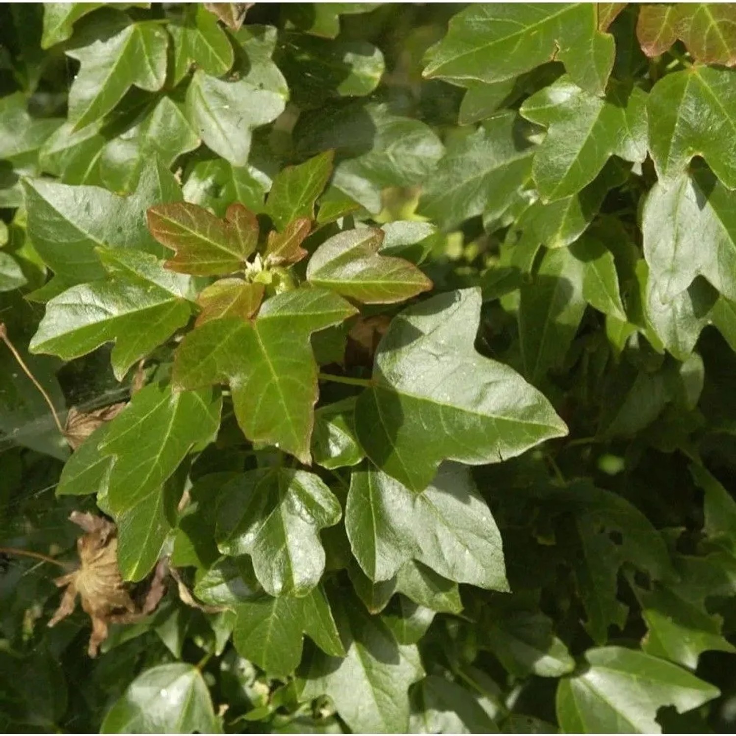 Burgenahorn 60-80cm - Acer buergerianum