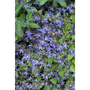 Blühende Polsterglockenblume 'Frühlingszauber' mit violett-blauen Blüten als Bodendecker.