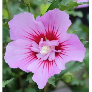 Nahaufnahme einer rosa-roten Garteneibisch Maike Blüte (Hibiscus syriacus).