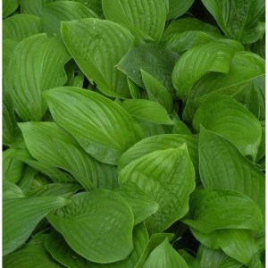 Nahaufnahme der grünen Blätter der Funkie (Hosta elata), einer Staude für halbschattige Standorte.