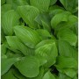 Nahaufnahme der grünen Blätter der Funkie (Hosta elata), einer Staude für halbschattige Standorte.