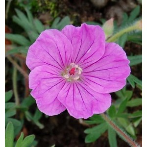 Nahaufnahme einer rosafarbenen Blüte des Storchenschnabel 'Ankums Pride' (Geranium sanguineum).