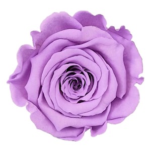 Nahaufnahme einer einzelnen, fliederfarbenen Rose. Teil einer Rosenbox.