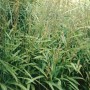 Detailaufnahme von Spodiopogon Sibiricus Ziergras im Topf, grüne Blätter und silberne Blütenstände.