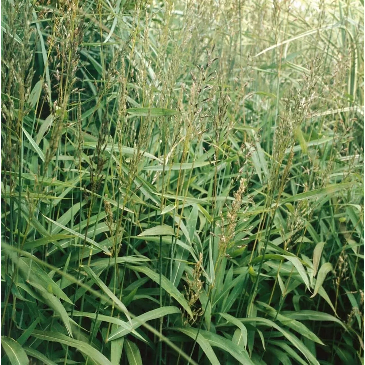 Detailaufnahme von Spodiopogon Sibiricus Ziergras im Topf, grüne Blätter und silberne Blütenstände.