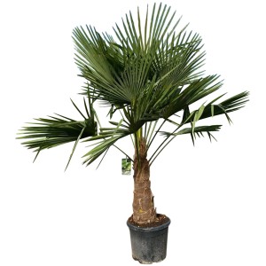 Große Hanfpalme (Trachycarpus fortunei) im Topf, ca. 140-160 cm hoch. Kübelpflanze für Terrasse und Garten.