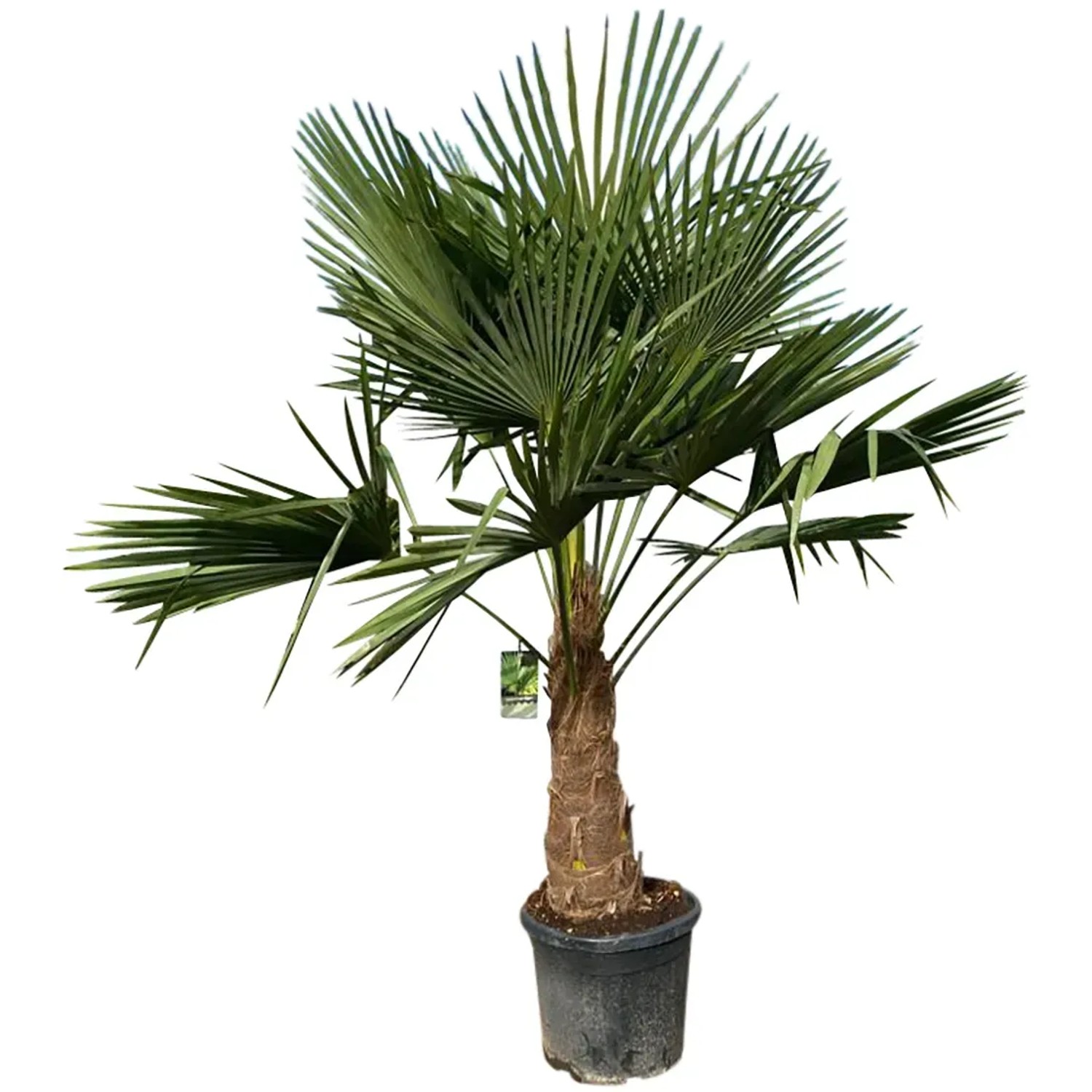 GROW by OBI Hanfpalme Trachycarpus fortunei ca. 140 - 160 cm kaufen bei OBI