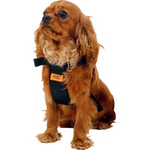 Hund mit schwarzem Heim RAC Sicherheitsgurt (Größe M, 41-58cm Körperumfang).