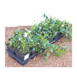 Bodendecker Vinca Minor Alba im Topf mit weißen Blüten und grünen Blättern.