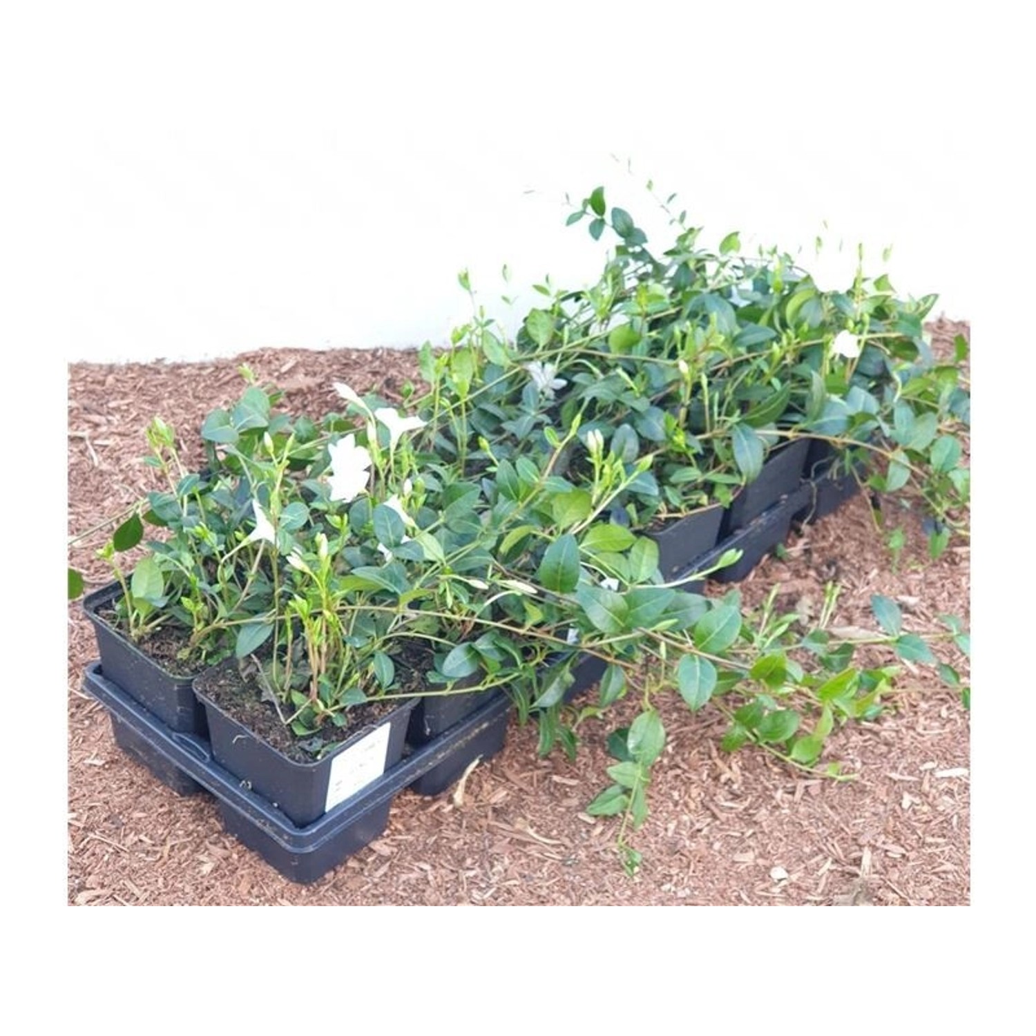 Bodendecker Vinca Minor Alba P 0,5 günstig online kaufen