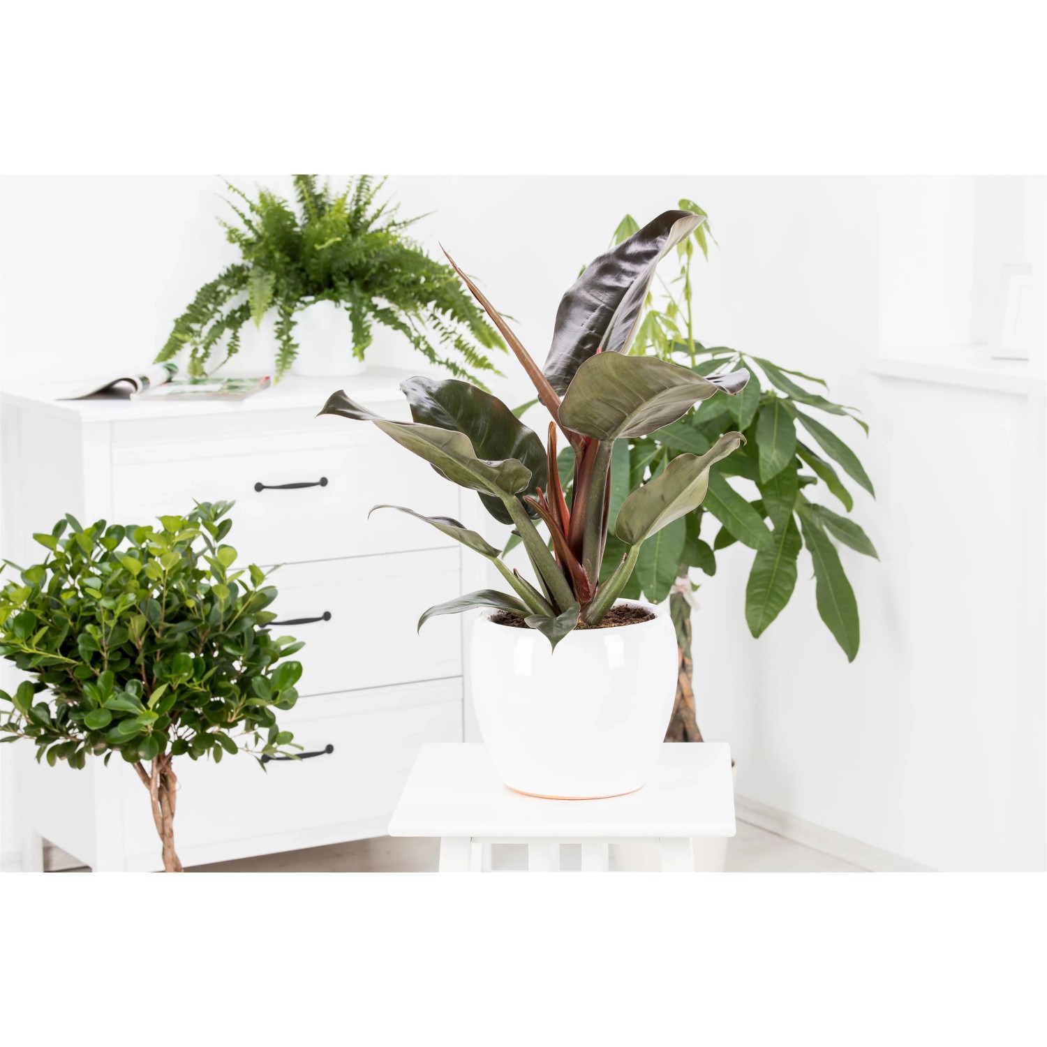 philodendron rugosum mature PHILODENDRON RUGOSUM PLANT  Plantology Lab Trading