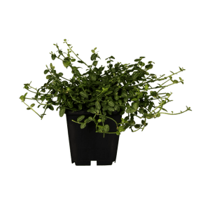 Immergrüne Kriechspindel 'Minimus' im 9x9 cm Topf, ideal als Bodendecker.