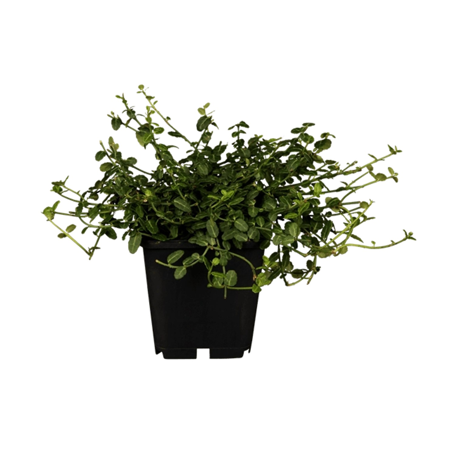 Euonymus Fortunei Minimus Kriechspindel Immergrün Ca. 9x9 cm Topf günstig online kaufen