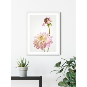 Wandbild: Zarte, rosa Dahlie im weißen Rahmen, 30x40 cm. Elegantes Blumenbild für Ihr Zuhause.