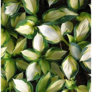 Funkie 'Color Festival' (Hosta cultorum) mit grün-weiß panaschierten Blättern.