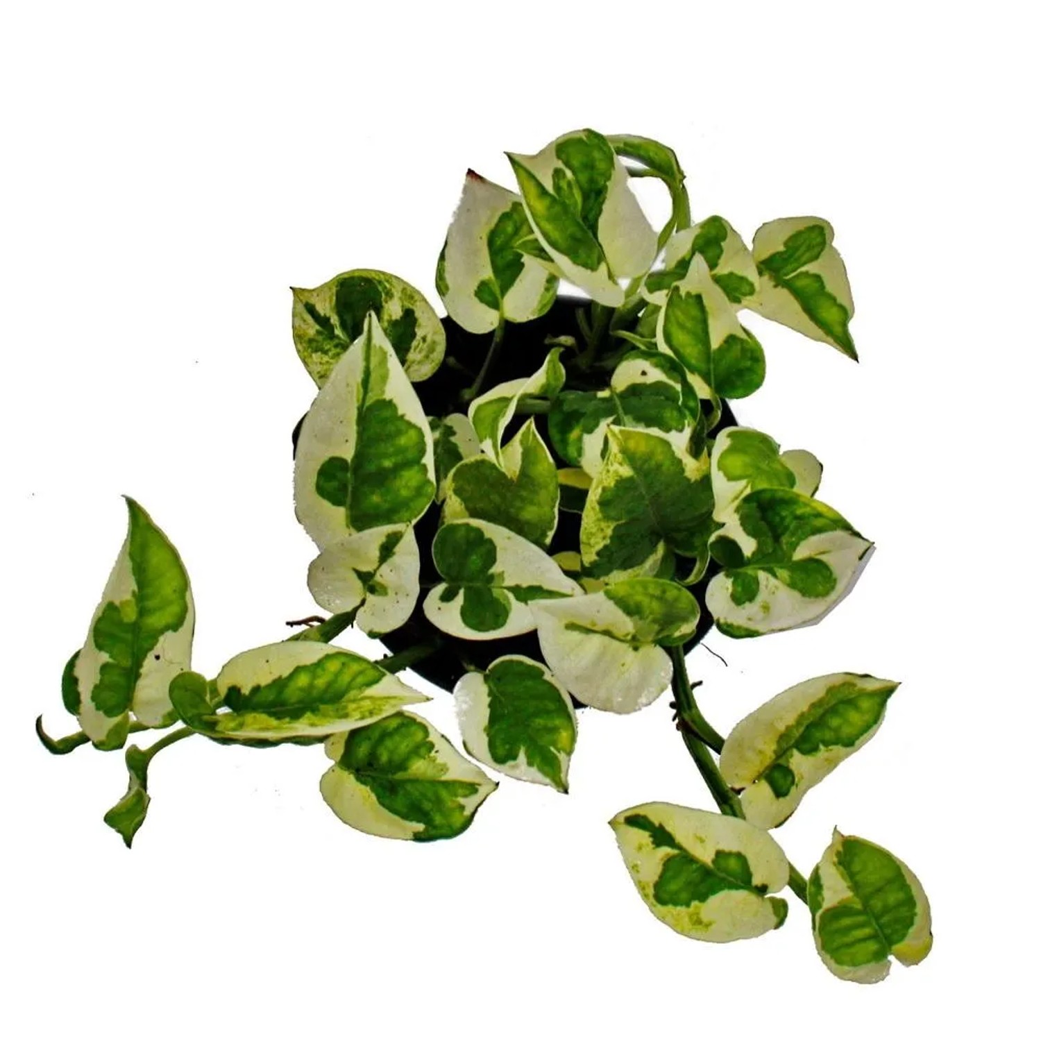 Exotenherz Efeutute 'Njoy' mit weiß-grünen Blättern im 12cm Topf.