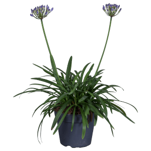 Schmucklilie 'Summer Love Blau' im Topf, ca. 40 cm hoch. Blaue Blütenstände über grünen Blättern.