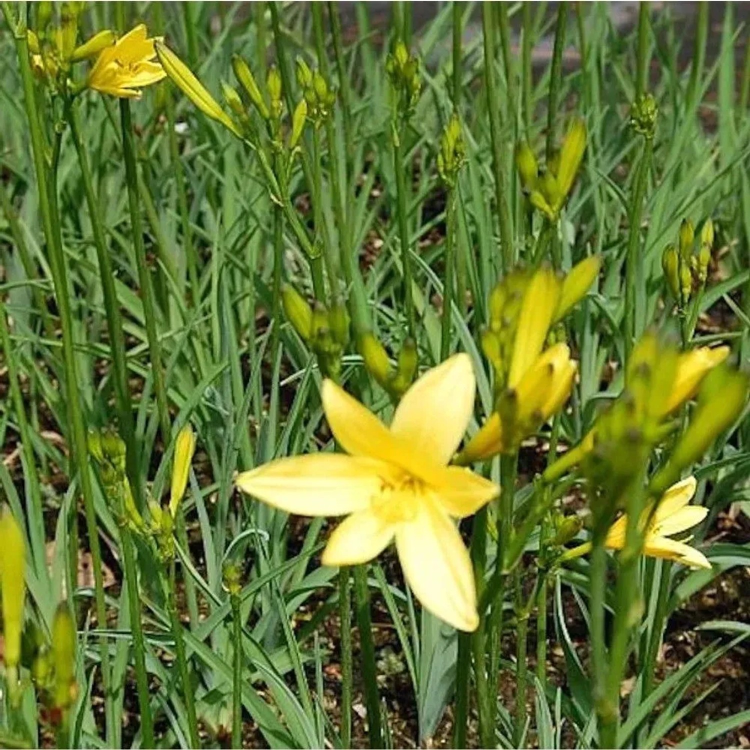 Wiesen Taglilie - Hemerocallis,ilioasphodelus