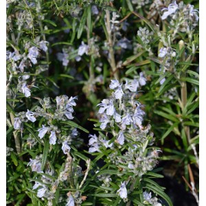 Blühender Rosmarin Albiflorus (Rosmarinus officinalis) mit weißen Blüten und grünen Blättern.