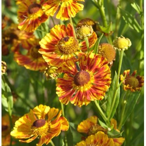 Herbst-Sonnenbraut 'Fuego': Gelb-rote Blüten der Helenium autumnale Staude.