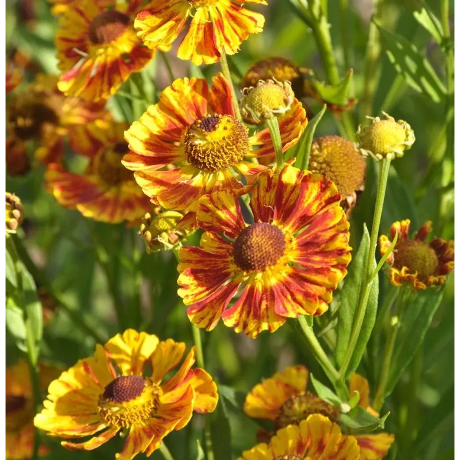 Herbst Sonnenbraut Fuego - Helenium autumnale