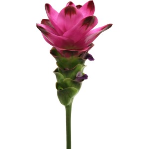 Indische Safranwurz 'Siam Splash Rosa-Rot' im Topf, exotische Blühpflanze mit zweifarbiger Blüte.