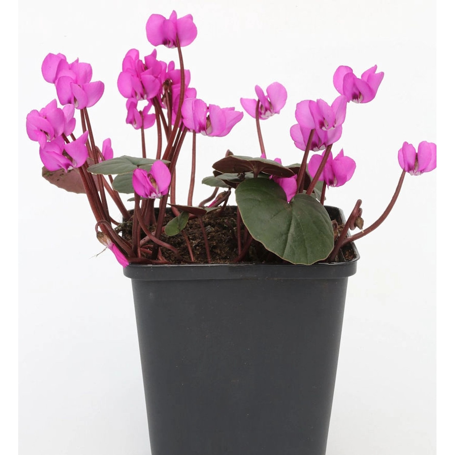 Frühlings Alpenveilchen Rubrum - Cyclamen coum günstig online kaufen