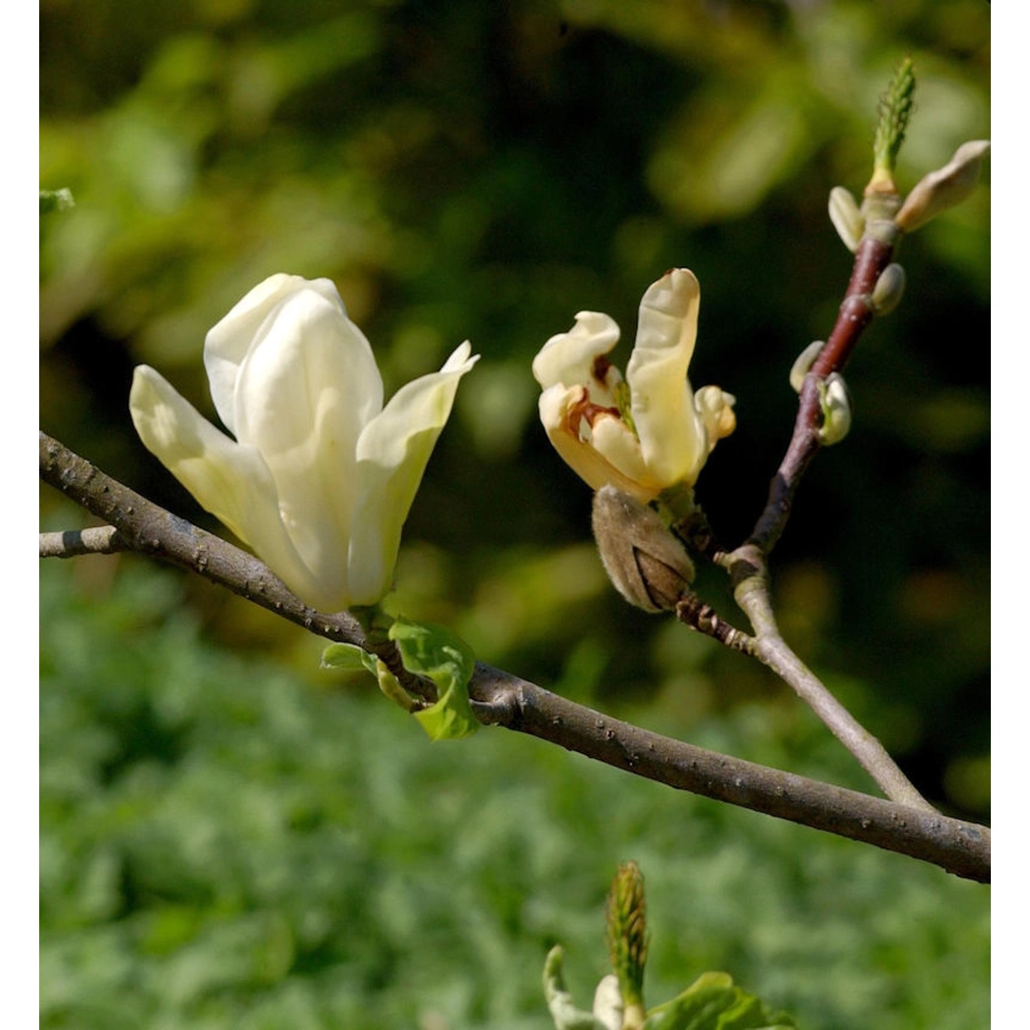 Magnolie Maxine Merrill 100-125cm - Magnolia günstig online kaufen