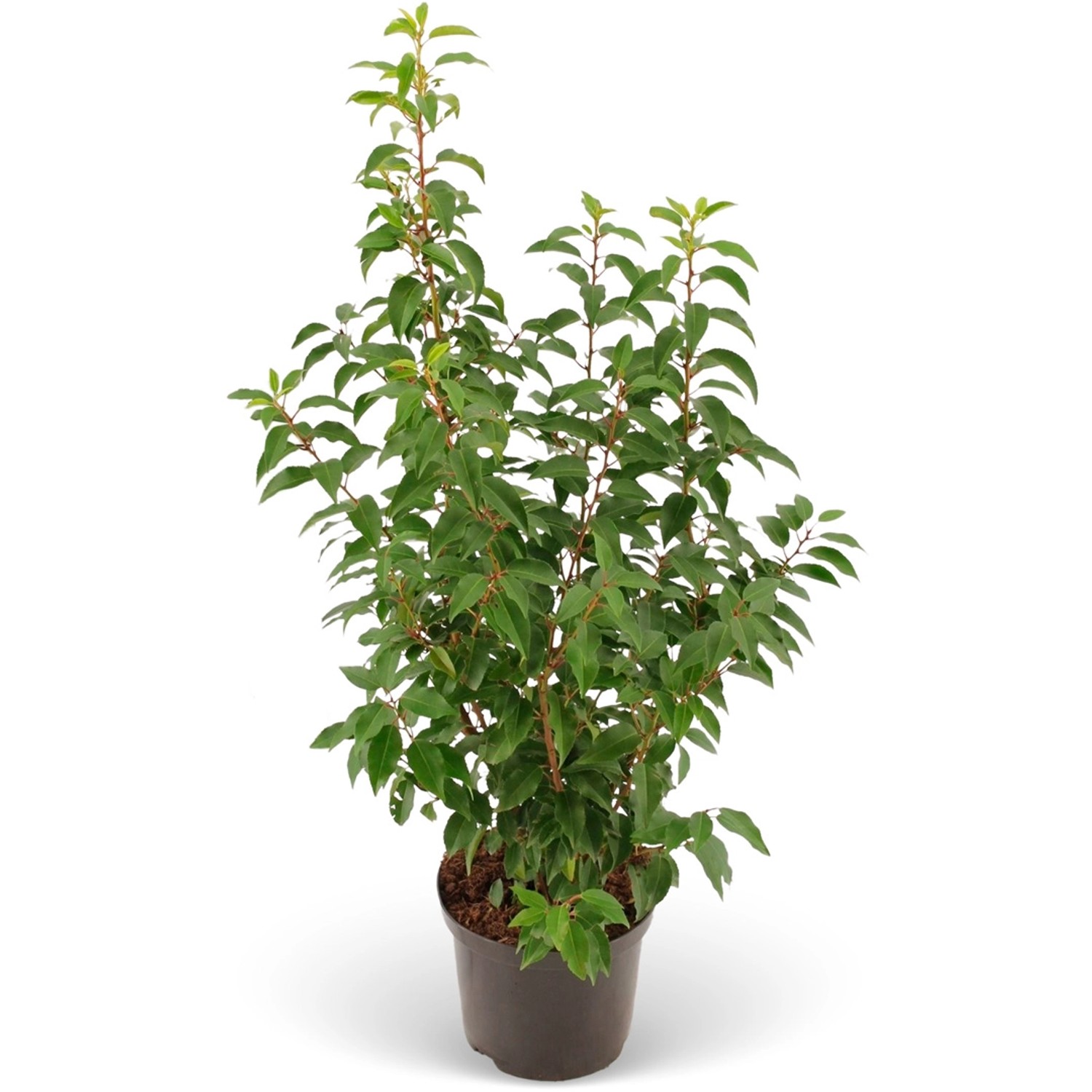 Kirschlorbeer ''Angustifolià' Set à 45 Stück Höhe 80 100 cm Topf ca