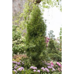 Japanische Schirmtanne (Sciadopitys verticillata), 40–50 cm, im Garten mit lila Blüten.
