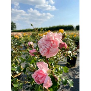 Nahaufnahme der zartrosa, gefüllten Blüten der Baumfink Bodendeckerrose The Fairy im Topf.