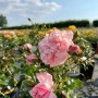 Nahaufnahme der zartrosa, gefüllten Blüten der Baumfink Bodendeckerrose The Fairy im Topf.