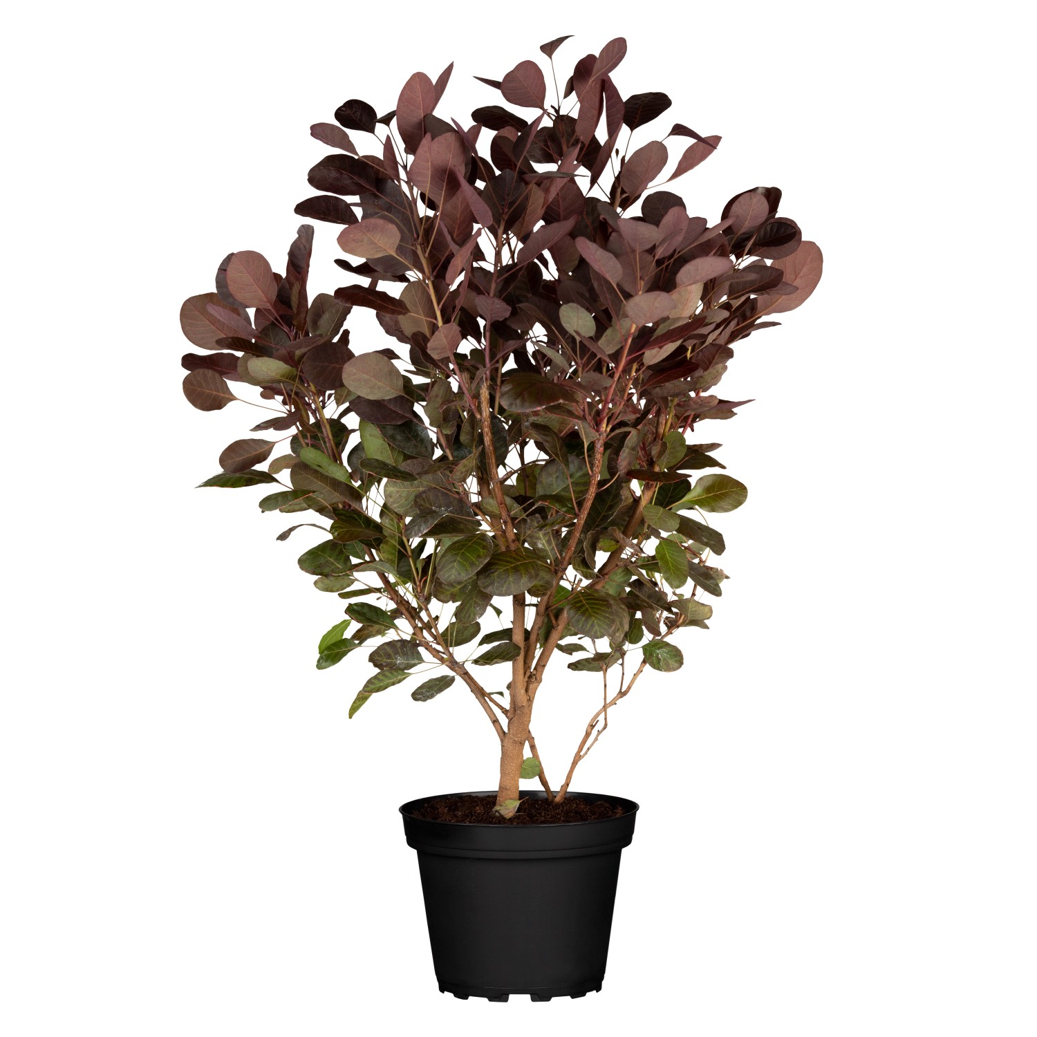 GROW by OBI Perückenstrauch Lilla Höhe ca. 40 - 60 cm Cotinus coggygria günstig online kaufen