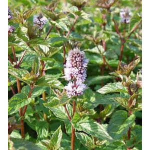 Foto von blühender Pfefferminze (Mentha piperita), einer aromatischen Staude für den Garten.