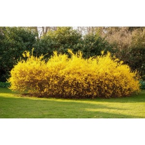 Baumfink Forsythie Spectabilis als Topfpflanze 60-100cm