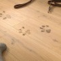 Egger Laminat NatureSense Aqua Eiche Honig mit Hunde-Pfotenabdrücken, Hundeleine und Spielzeugknochen.