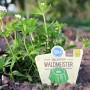 Blu Bio-Waldmeister (Galium odoratum) im Topf, mit weißen Blüten und grünen Blättern.