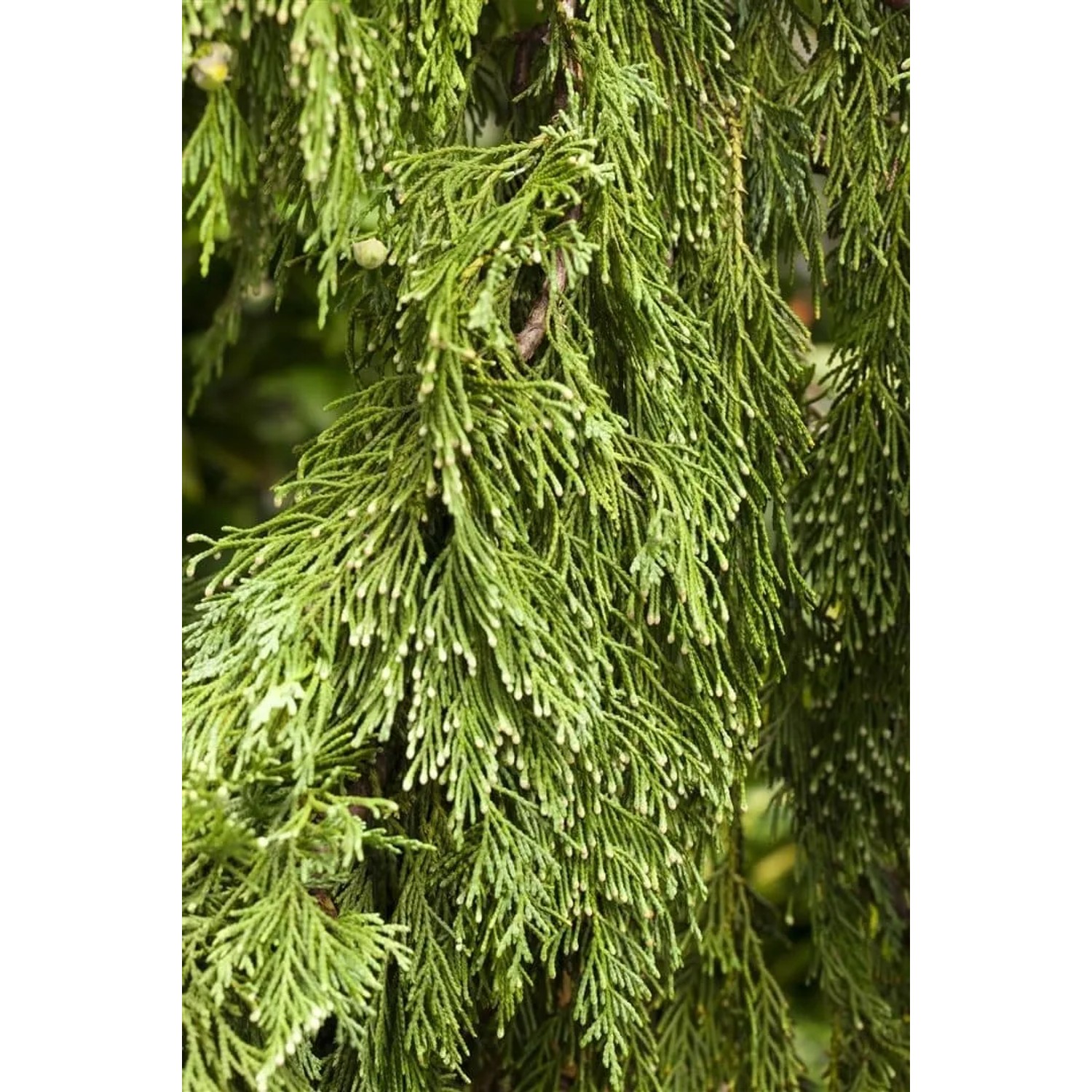 Detailaufnahme der Nootka-Scheinzypresse 'Pendula' mit hängenden, grünen Zweigen.