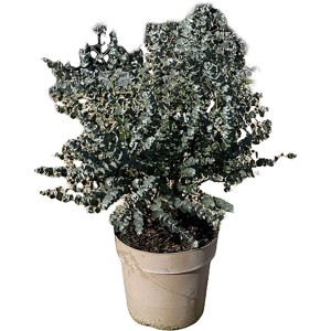 GROW by OBI Eukalyptus Azura T27 im Topf, Höhe 50cm. Immergrüne Blühpflanze mit silbrig-blauem Laub.