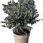 GROW by OBI Eukalyptus Azura T27 im Topf, Höhe 50cm. Immergrüne Blühpflanze mit silbrig-blauem Laub.
