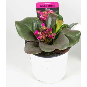 Herzblättrige Bergenie Shoeshine Rose im Topf mit grünen Blättern und pinken Blüten.