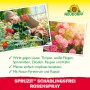 Neudorff Spruzit AF RosenSpray: Frau pflegt Rosen, Nahaufnahme von Rosenblüten. Schädlingsbekämpfung für Zierpflanzen.