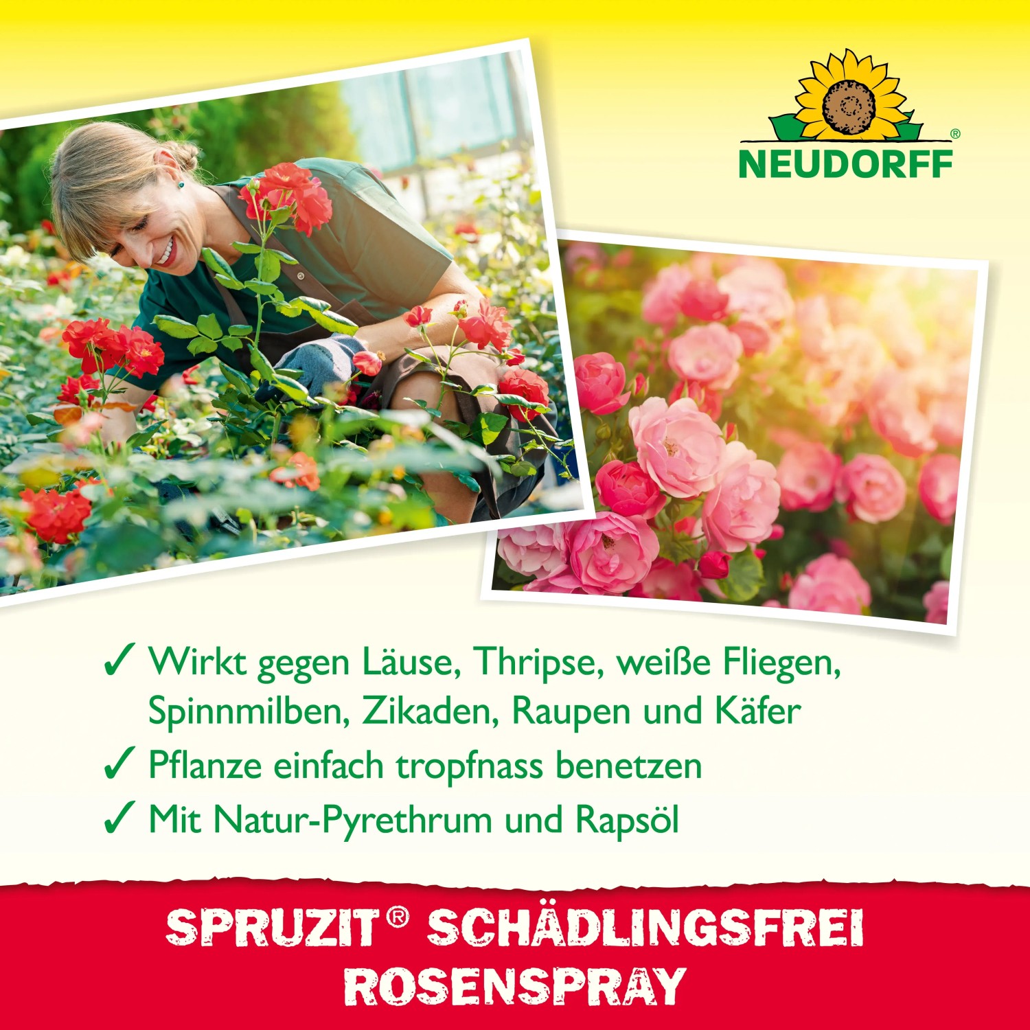 Neudorff Spruzit AF RosenSpray: Frau pflegt Rosen, Nahaufnahme von Rosenblüten. Schädlingsbekämpfung für Zierpflanzen.