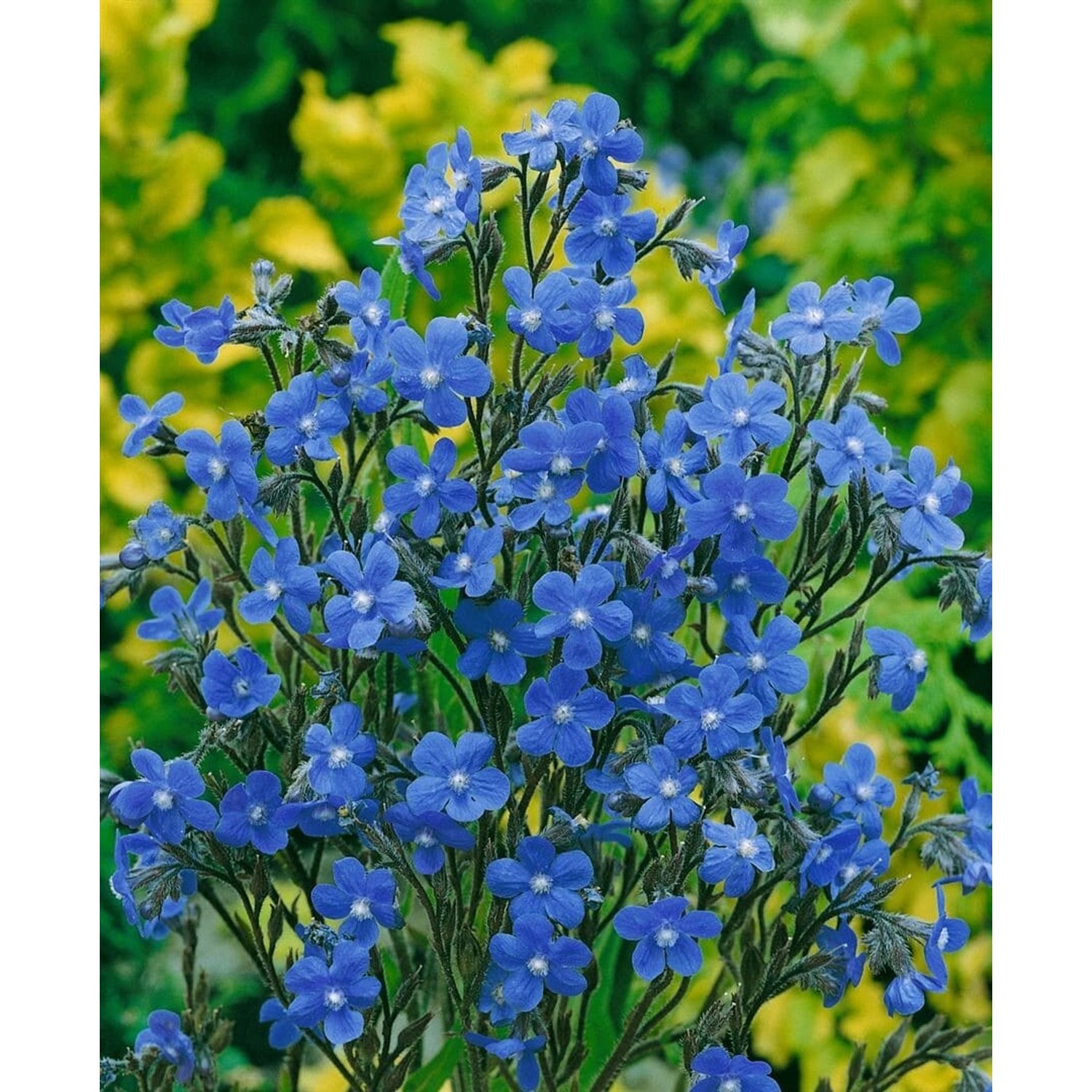 Anchusa Azurea Dropmore Italienische Ochsenzunge Ca. 11x11 cm Topf günstig online kaufen